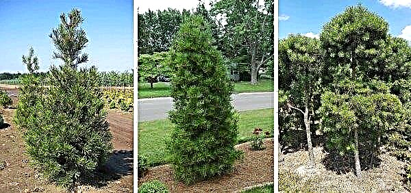 Fenyő Bunge (Pinus bungeana): leírás és fénykép, vetőmagból történő termesztés, egy fa téli keménysége, ültetés és gondozás
