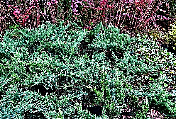Juniper Cosaque Tamariscifolia (Tamariscifolia): description et photos, utilisation en aménagement paysager de jardin, plantation et entretien