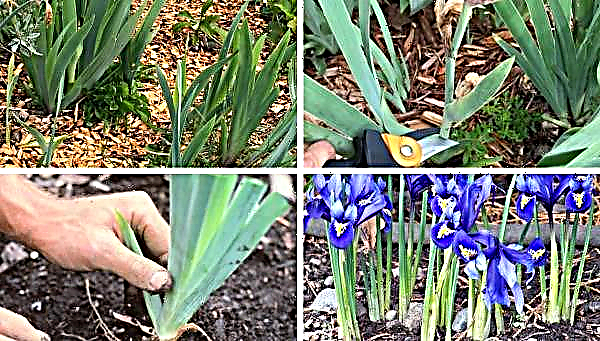 Warum färben sich Irisblätter nach der Blüte gelb und trocken, was tun?