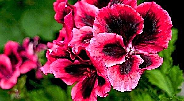Geranium for pain in the ear: whether it helps, how to use it correctly, reviews