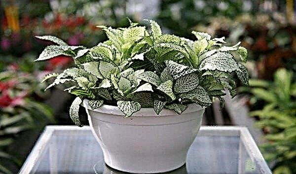 Fittonia: home care, photo, breeding, signs, transplant, species, watering
