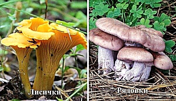 Where chanterelles grow in the Tula region, gathering places