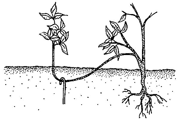 Juniper Cossack Arcadia (Juniperus sabina Arcadia): popis s fotografií, výsadbou a péčí