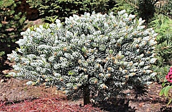 Korean fir Kohout's Icebreaker (Abies koreana 'Kohout's Icebreaker'): description and photo, planting and care of the tree on the stem, reproduction