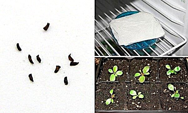 Hoe een bloem van wierook te vermeerderen: de struik verdelen in de herfst, stekken, zaden, planttechnologie, hoe te verdelen en planten