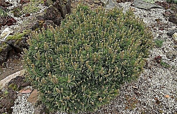 Bergden Benjamin (Pinus mugo Benjamin): beschrijving en foto, planten en verzorgen op de stam, gebruik in landschapsontwerp