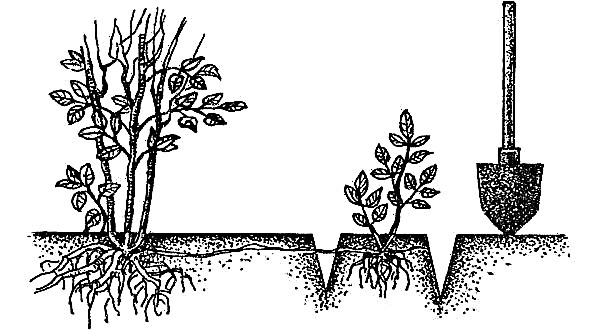 Panicle Hydrangea Unique (فريد): الوصف والغرس والرعاية ، واستخدام النباتات في تصميم الحديقة ، الصورة