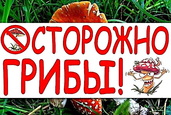 Bitter mushroom: photo and description, edible or not, the benefits and harms, use in cooking and medicine
