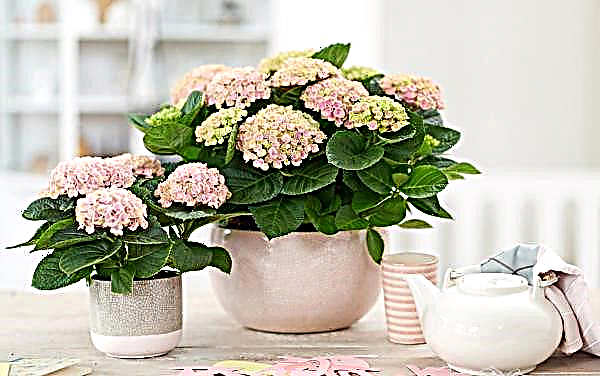 Hortensia maison: soins en hiver, comment garder l'hortensia intérieur dans un pot jusqu'au printemps, comment soigner à la maison en automne