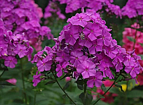Phlox: growing care and reproduction