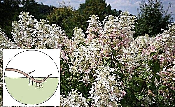 Hortensia de panícula Angel Blush (Angels Blush): foto y descripción, plantación y cuidado, cómo invernar