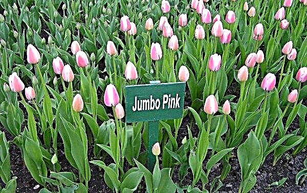 Tulipanes Jumbo pink (Jumbo Pink): descripción y foto de la planta, cómo crecer, uso en el diseño del paisaje