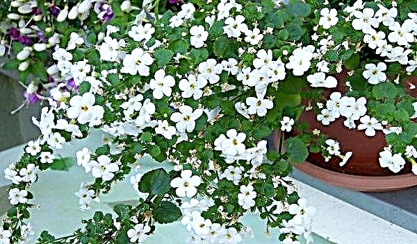 Growing bacopa from seeds at home: planting conditions, how and when to plant, care features, photos