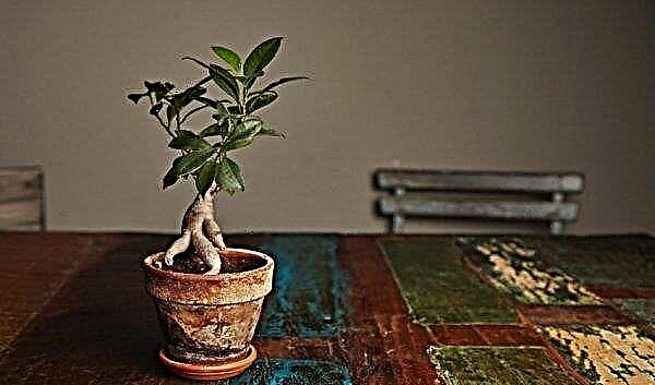 Ficus ginseng: home care, photo, transplant, cropping