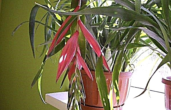 Bilbergia (indoor plants): home care, photo