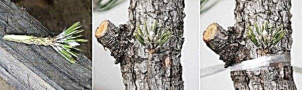 Comment le cèdre se propage-t-il dans la nature, propagation par boutures à la maison, comment se propager à partir d'une branche et de graines