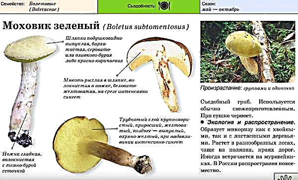 Champignon semi-blanc, c'est le cèpe jaune: photo et description, est-il comestible