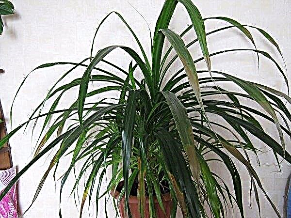 Pandanus (palmier en spirale): soins à domicile, photos, puis-je garder à la maison, reproduction, signes et superstition