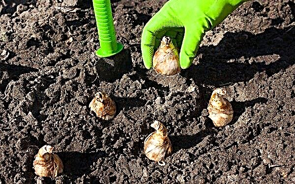 When they dig up tulips after flowering in the open ground, how to dry and store the bulbs before planting, when to plant