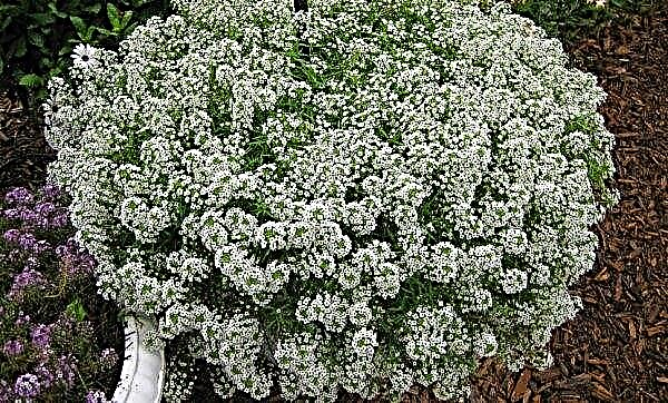 Alyssum: planting and care in the open ground, description, photo, growing from seeds, is it possible to prune a flower, why it does not bloom