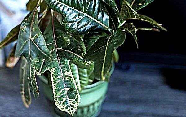 Croton: home care, reproduction, species with photos, signs and superstitions