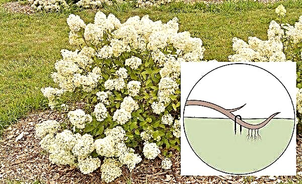 Panicle hydrangea Selection (Hydrangea paniculata Selection): foto og beskrivelse af sorten