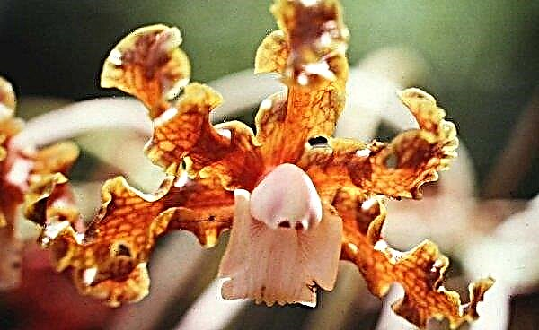 Die schönsten Orchideen: TOP-13 der besten Arten und ihre Beschreibung, Foto