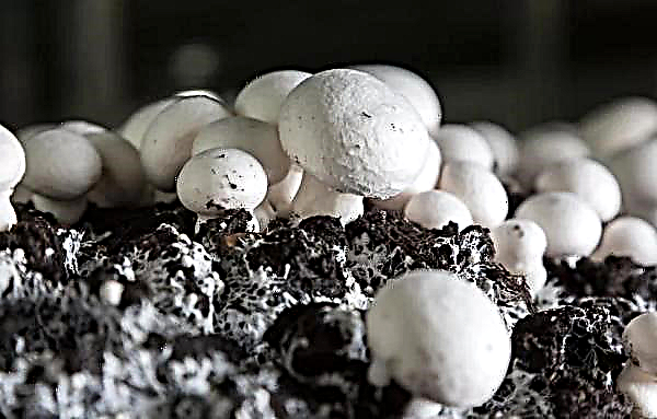 How to grow champignons in the country, garden, in the open ground: an easy way