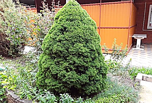 Cây thông Canada Canada (Picea glauca Alberta Globe): sử dụng trong thiết kế cảnh quan, mô tả và hình ảnh, trồng và chăm sóc