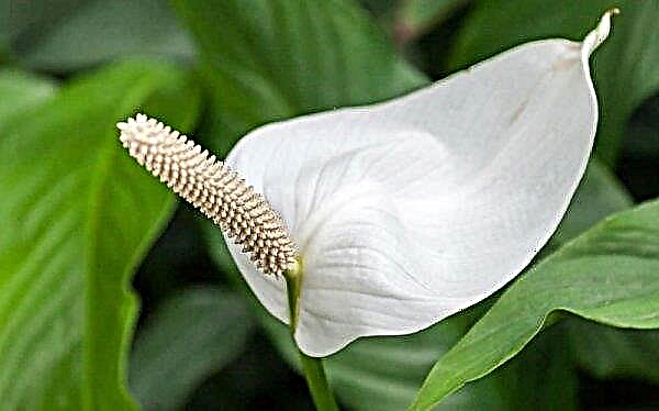 Why does spathiphyllum wither: reasons that can be done, how to cure a plant with a transplant?