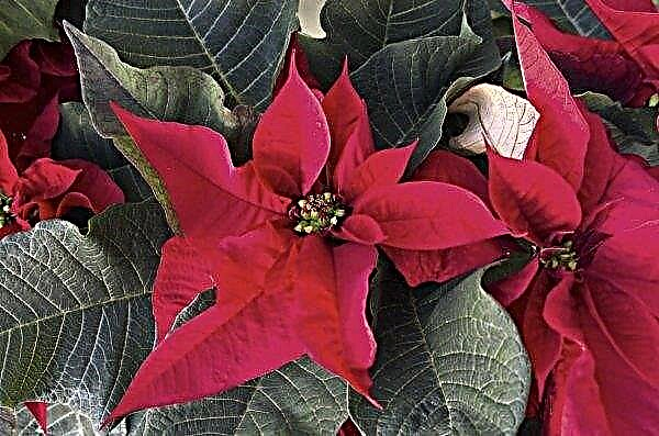 Poinsettia home: how to care for a flower at home
