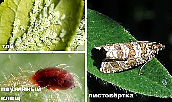 Hydrangea Panicled Summer Love (Summer Love): descripción, tecnología agrícola, fotos