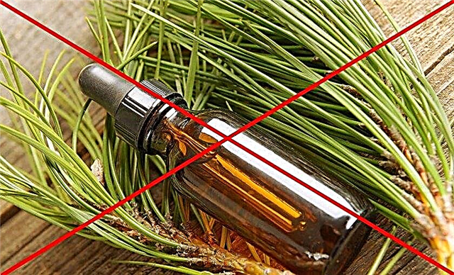 The use of natural fir essential oil, medicinal properties and contraindications
