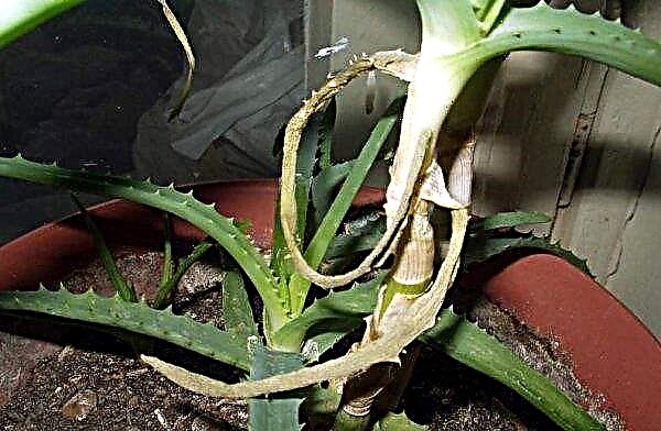 Wie oft und wie man Aloe zu Hause richtig gießt: Häufigkeit des Gießens, Grundregeln