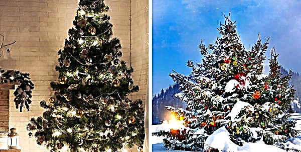كيف تبدو شجرة التنوب ، والإبر والأقماع وبذور شجرة عيد الميلاد: الوصف ، الصورة