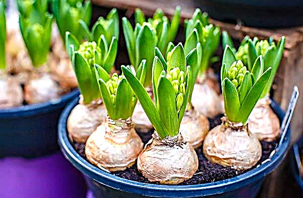 Hyacinths faded: what to do next with them at home, what to do with them after flowering in a pot and in the open ground