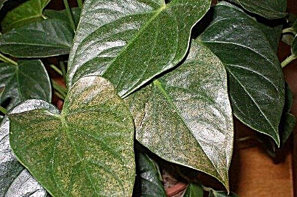 Cách trồng anthurium: quy tắc trồng tại nhà, đặc biệt là chăm sóc