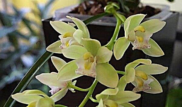 Orquídea Cymbidium: atendimento domiciliar, foto, reprodução, transplante