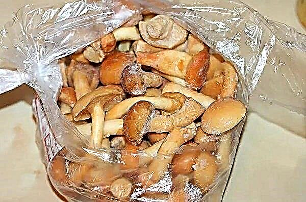 How to freeze honey mushrooms for the winter: how to boil, can raw