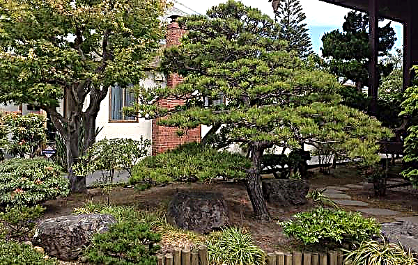 Pin de Pitsunda (Pinus brutia var. Pityusa): arbre relique, photo et description, culture, propriétés utiles, Livre rouge