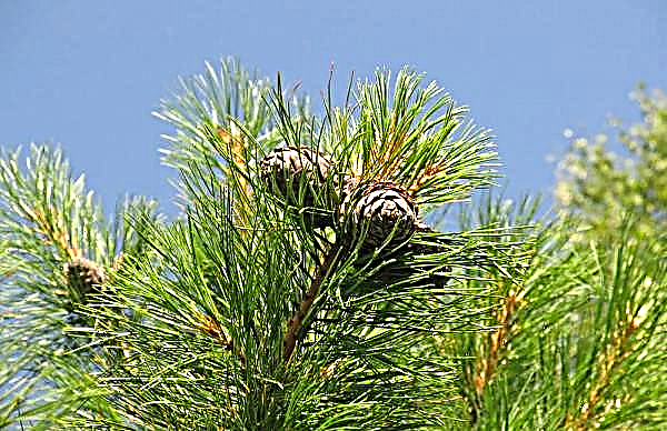 Do pine nuts grow in Russia, Belarus, Karelia, Crimea, Moscow, Sverdlovsk region, Anapa