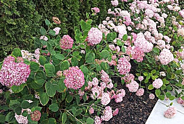 Hydrangea tree-like Magic Pinkerbell (Magical Pinkerbell): description and photo, planting and care