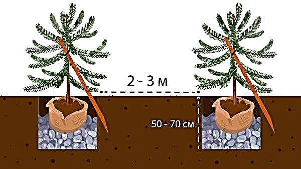 Spruce biru: spruce berduri biru, bagaimana menanamnya, seperti apa spruce itu sendiri dan benihnya, di mana ia tumbuh di Rusia, di mana tanah asalnya; gambar bunga api biru