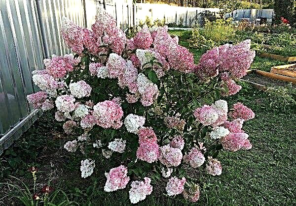 Pink Lady's Hydrangea paniculata: foto, deskripsi semak, penanaman dan perawatan bunga