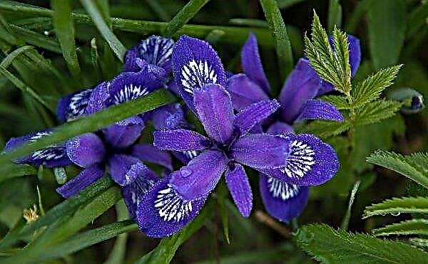 Rože, podobne irisom, kot jih imenujejo, fotografija in opis