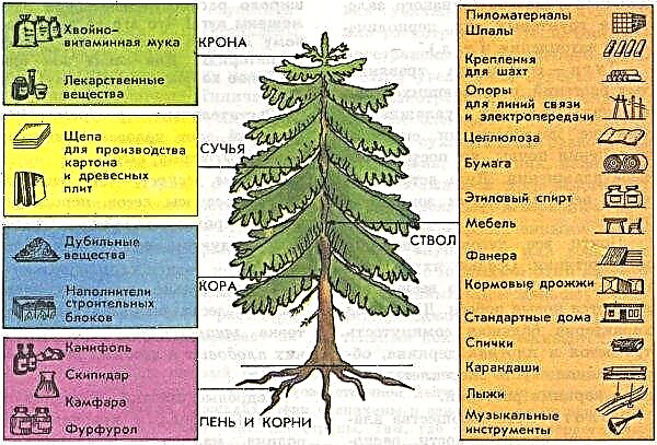 شجرة التنوب والصنوبر: الاختلافات ، كيف تبدو ، ما هو الفرق بين نظام الجذر ، وهو أعلى