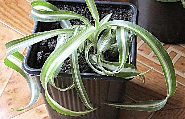 Chlorophytum curly: home care, photo, reproduction, reviews