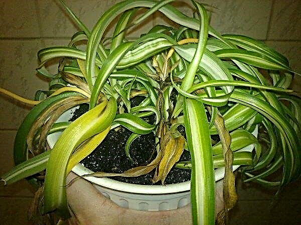 Chlorophytum crested: home care, photo, reproduction, useful properties