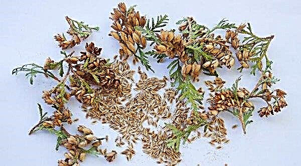 How the thuja blooms: why it blooms, is it good or bad, what to do, photo