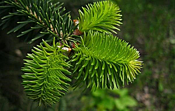 How to trim a fir: pruning and shaping in the garden, is it possible to cut so that it does not grow high